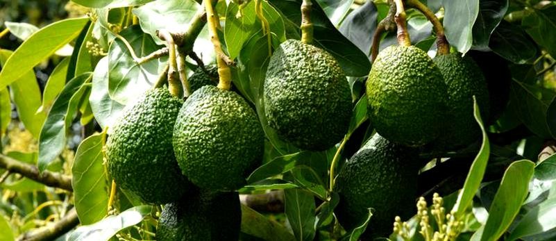 Avocado Fruit Plantation Project – Completed