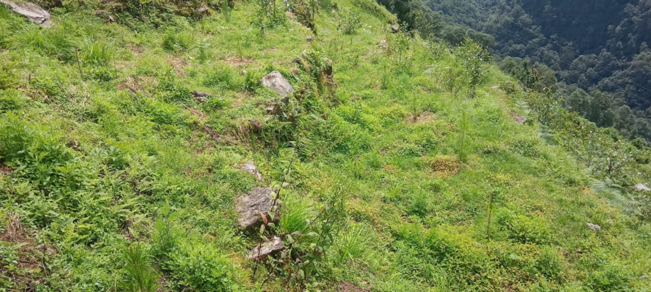 Impact study on regeneration in CF as an effect of scientific forest management – Completed